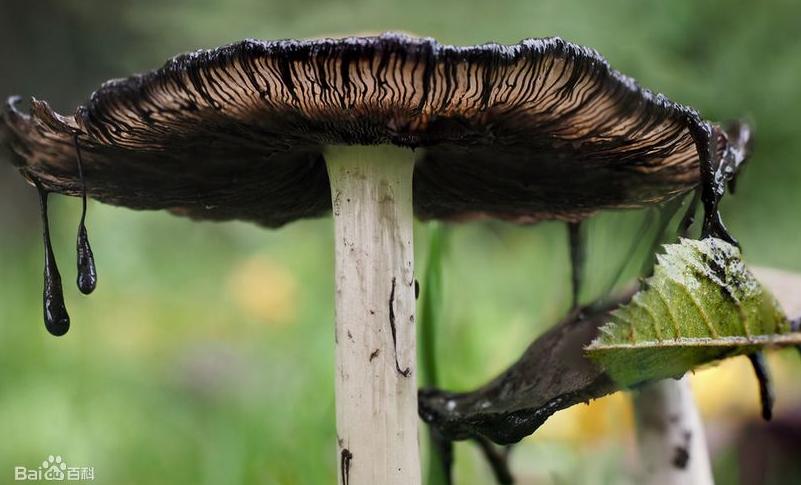 世界上最可怕的蘑菇形状,世界上最可怕的蘑菇排名