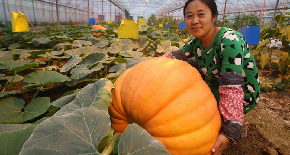 新农村五彩田园图片,农村五彩田园