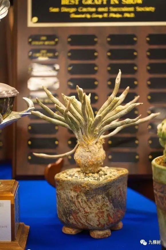 十大最贵玉露多肉品种,多肉最贵的品种有哪些