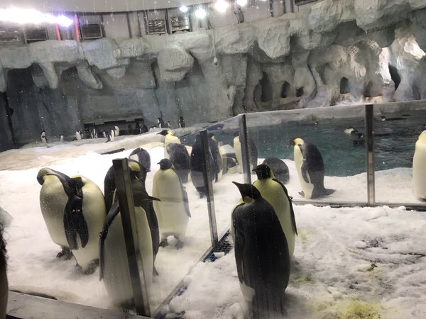 珠海长隆海洋王国宣传片,珠海长隆海洋王国