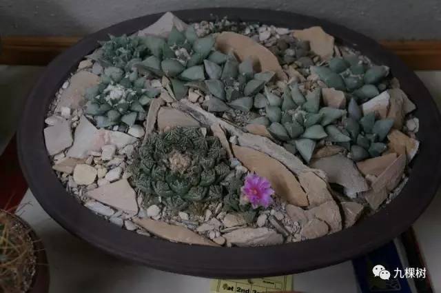 多肉万象最贵的品种,玉露多肉最贵多少钱一棵