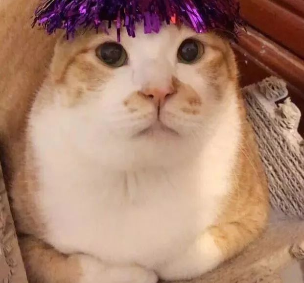 胖猫特别爱美，敷面膜的时候就像是一个小贵妇