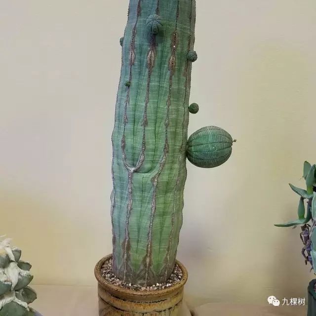 十大最贵玉露多肉品种,多肉最贵的品种有哪些