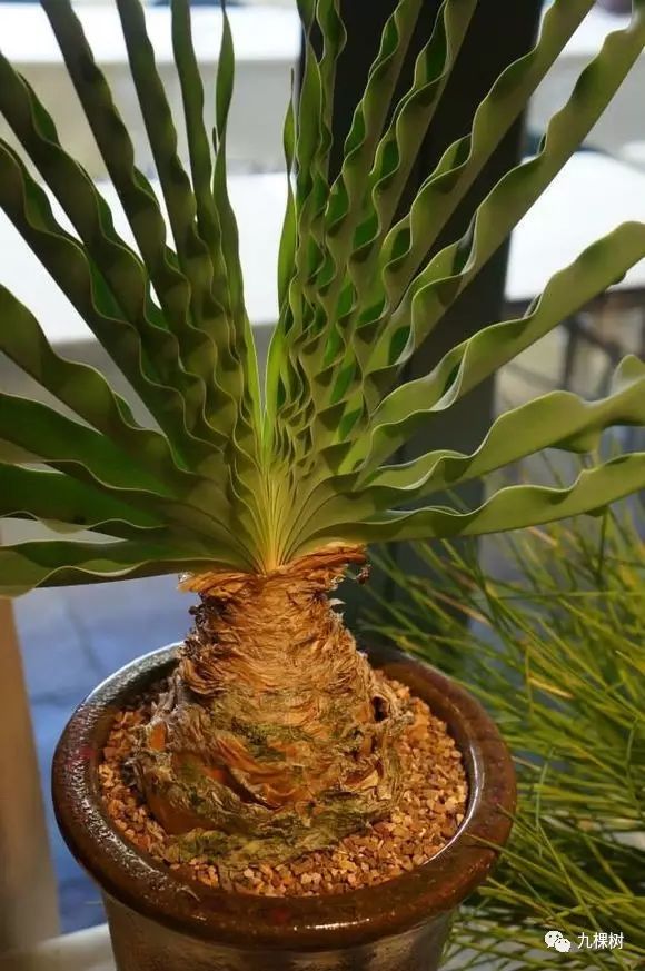 多肉万象最贵的品种,玉露多肉最贵多少钱一棵