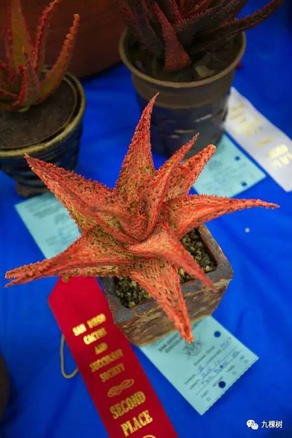 多肉万象最贵的品种,玉露多肉最贵多少钱一棵