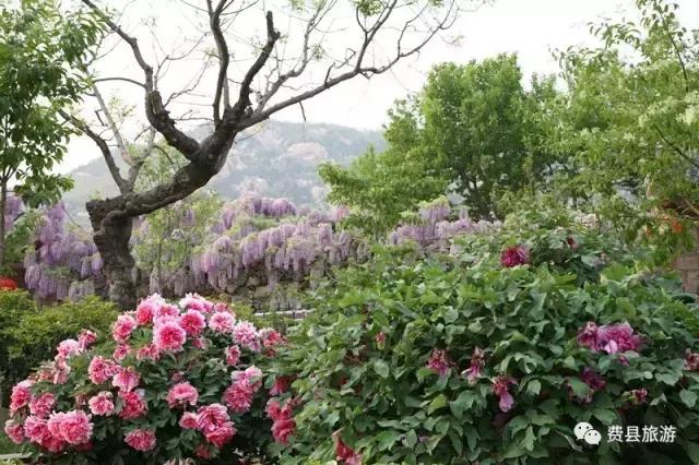 费县县城最惊艳的地方,费县有意境的地方