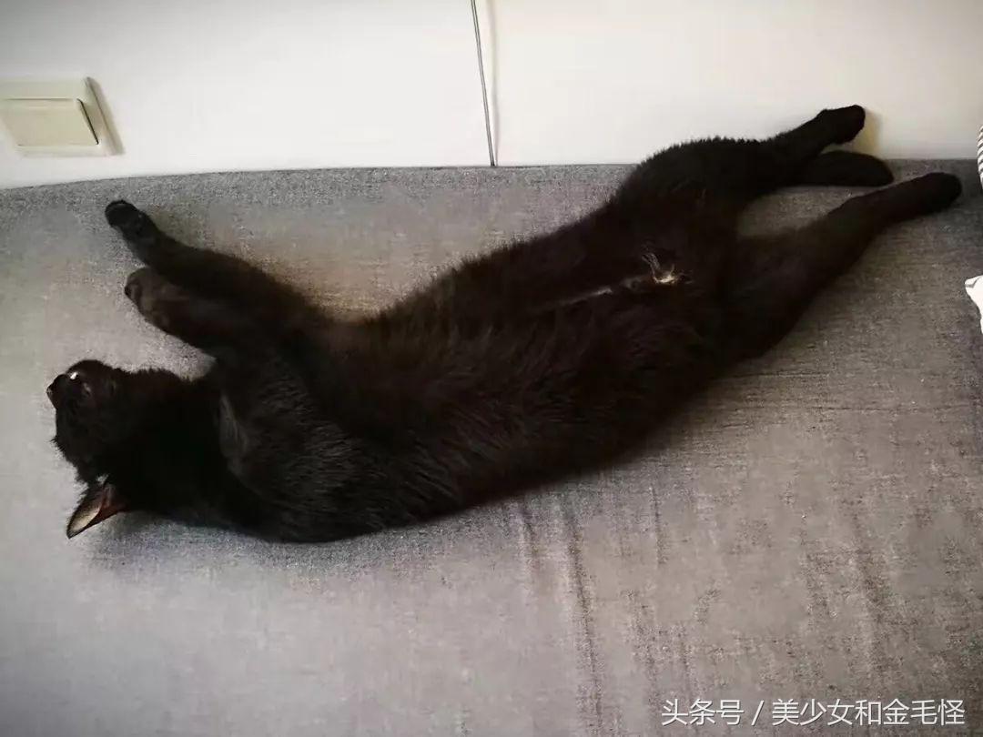 喜欢洗澡的布偶猫,喜欢洗澡的猫品种