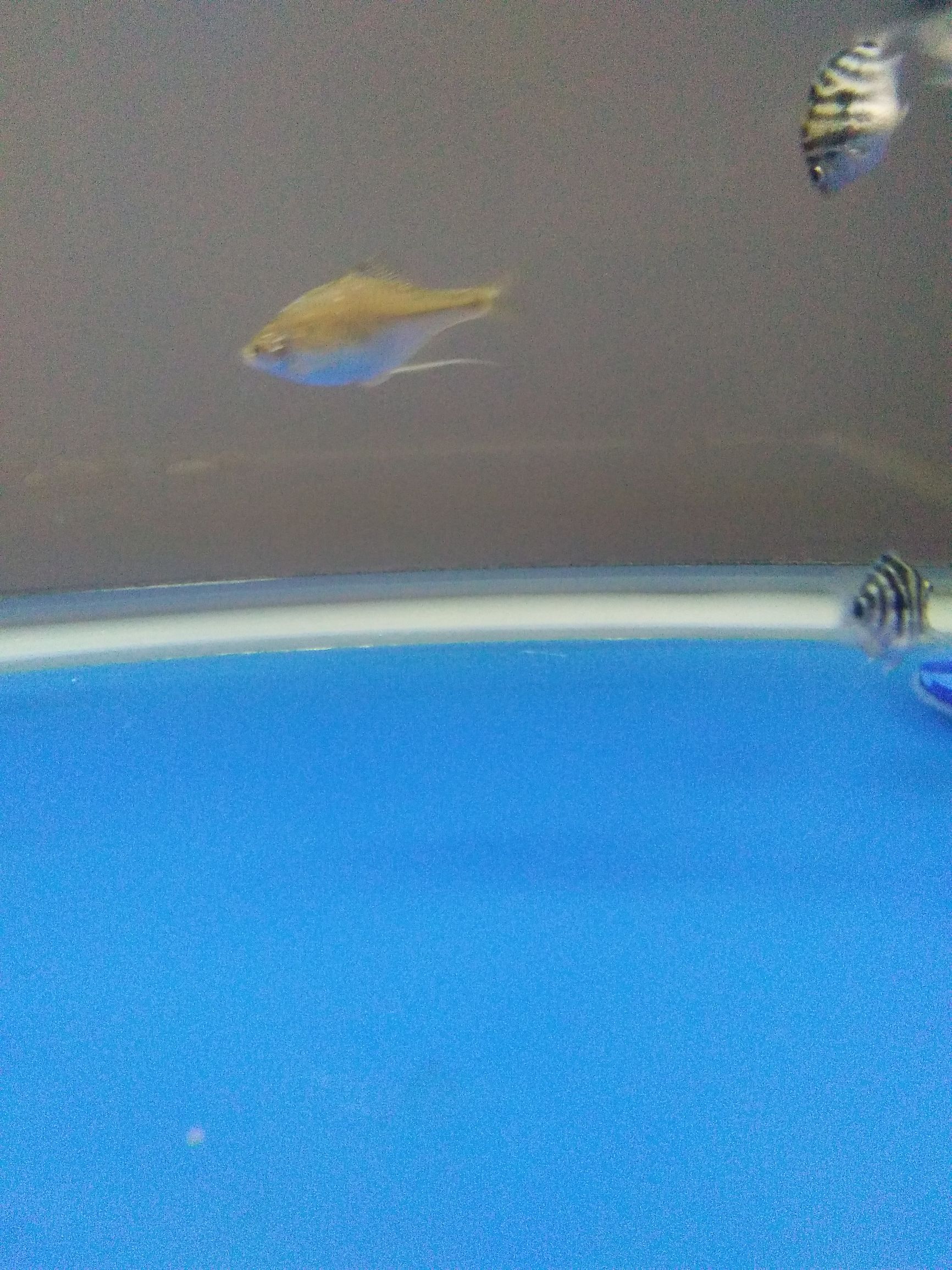 水族市场上的新宠,水族新品种