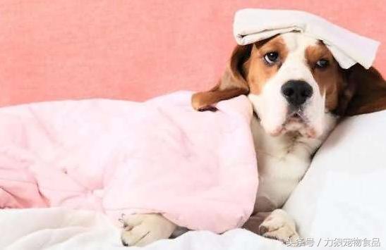 什么宠物店买狗靠谱,本地宠物店买狗靠谱吗