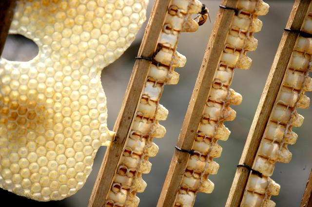 蜜蜂养殖怎么进行人工育王,蜜蜂养殖人工育王技术