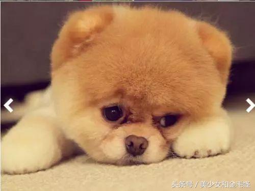 博美犬美容师,博美狗狗理发师