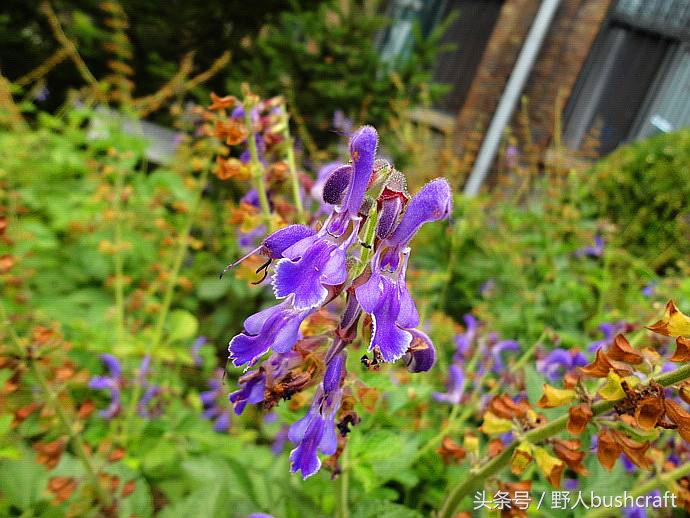 一片孝心下一句,一片孝心难得可贵