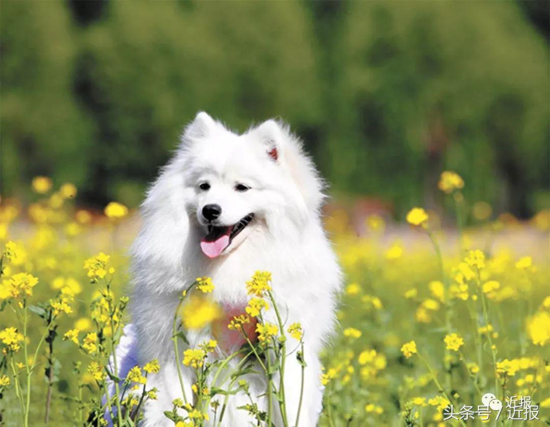 你没见过的萌宠,你没见过的宠物