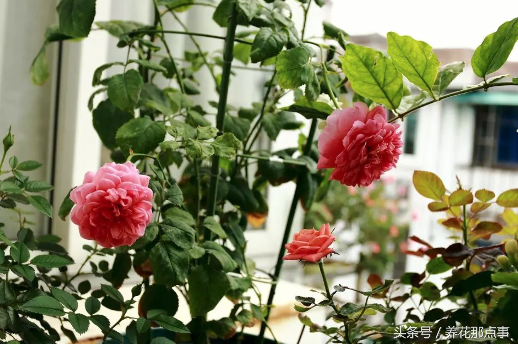 鍏ュ啲闃冲彴鑺辨捣,鍏ュ啲杩樿兘鐪嬪埌鑺辨捣