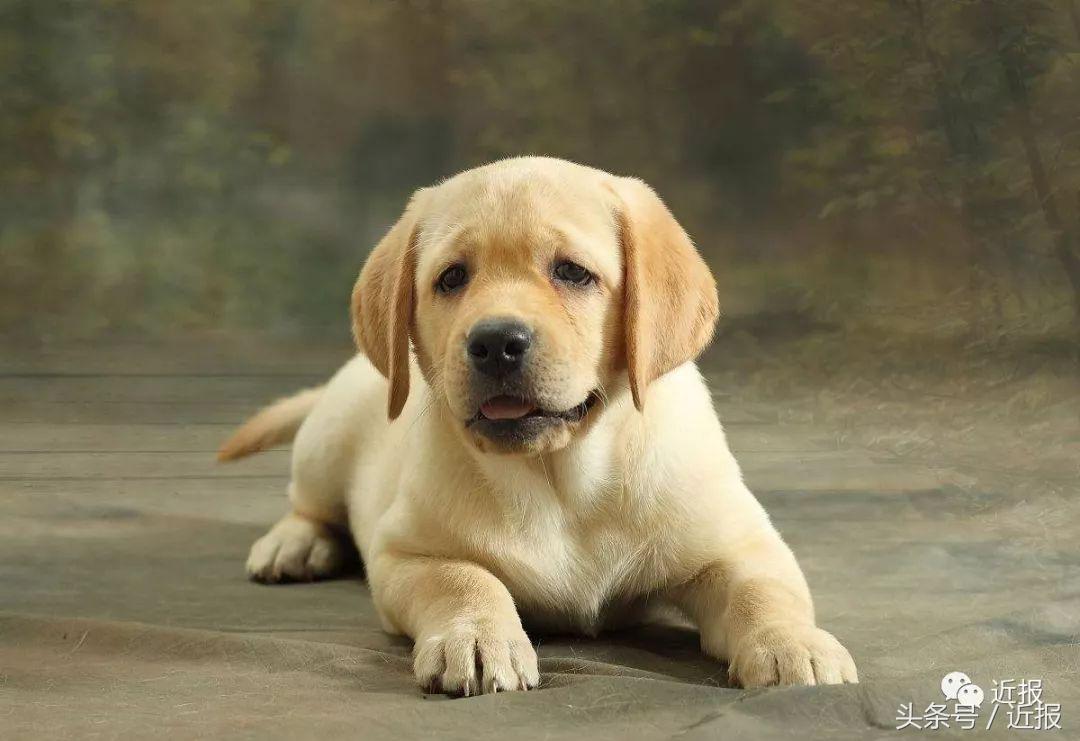 你没见过的“汪星人”都在这了！狗年就让它们来萌“化”你吧