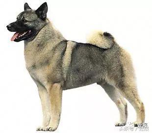 你没见过的萌宠,你没见过的宠物