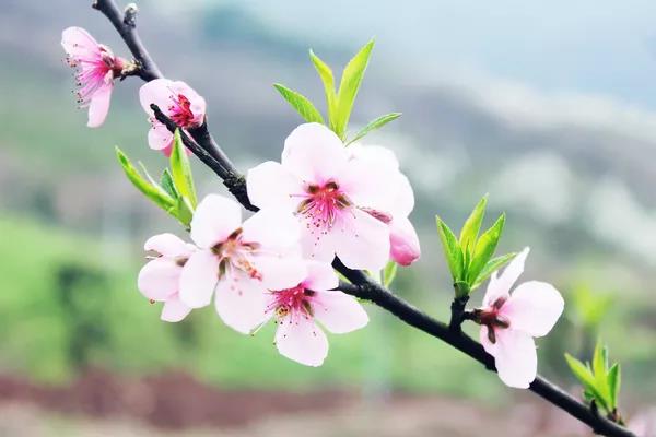 请到广东过大年2017,2018请到肇庆过大年