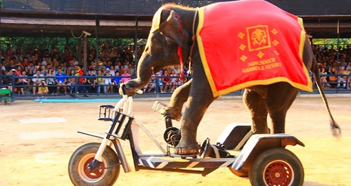 芭提雅大象村好还是东芭乐园好,芭提雅大象村和东芭乐园哪个好