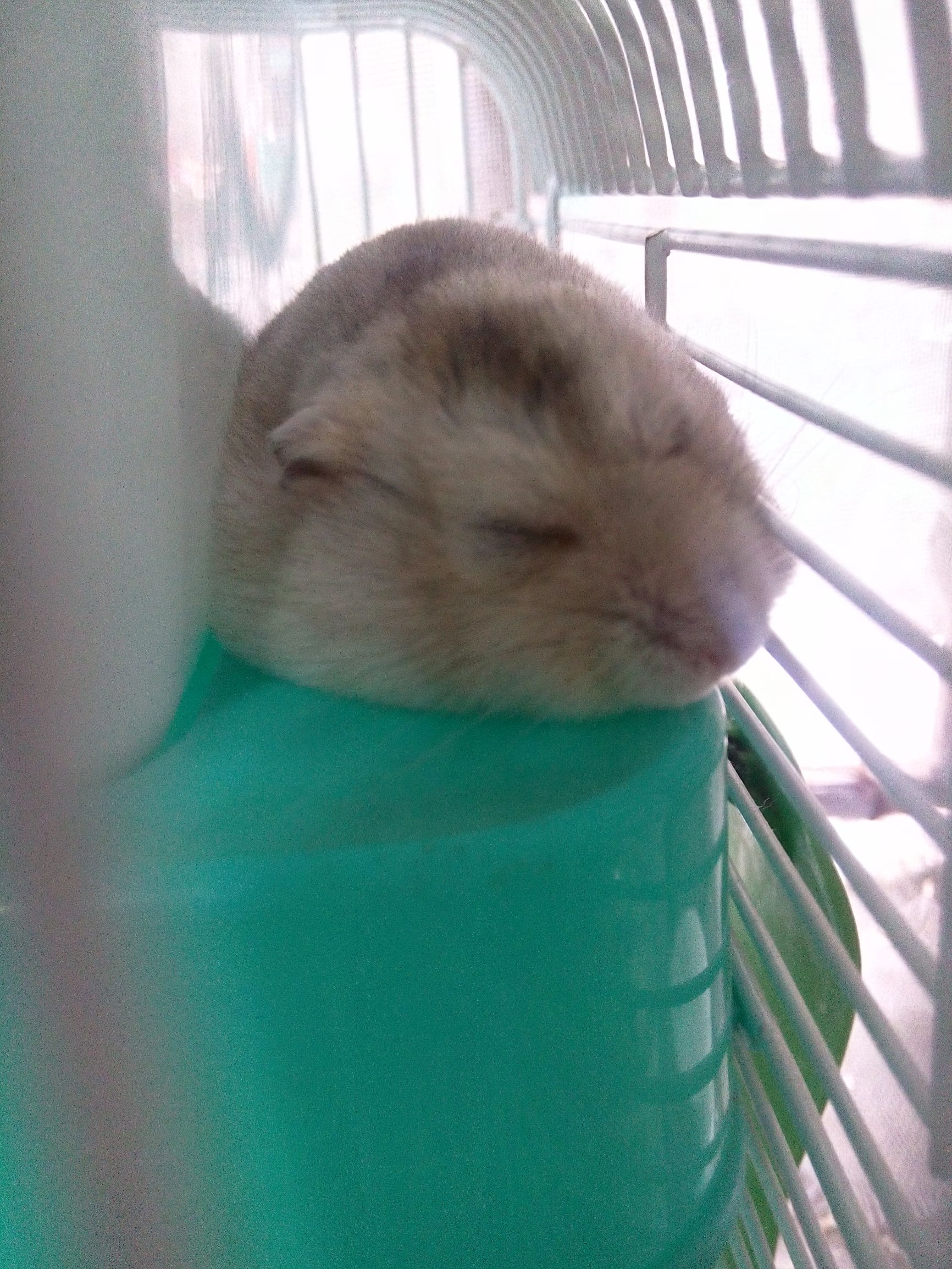 小仓鼠日常小知识,仓鼠日常生活攻略