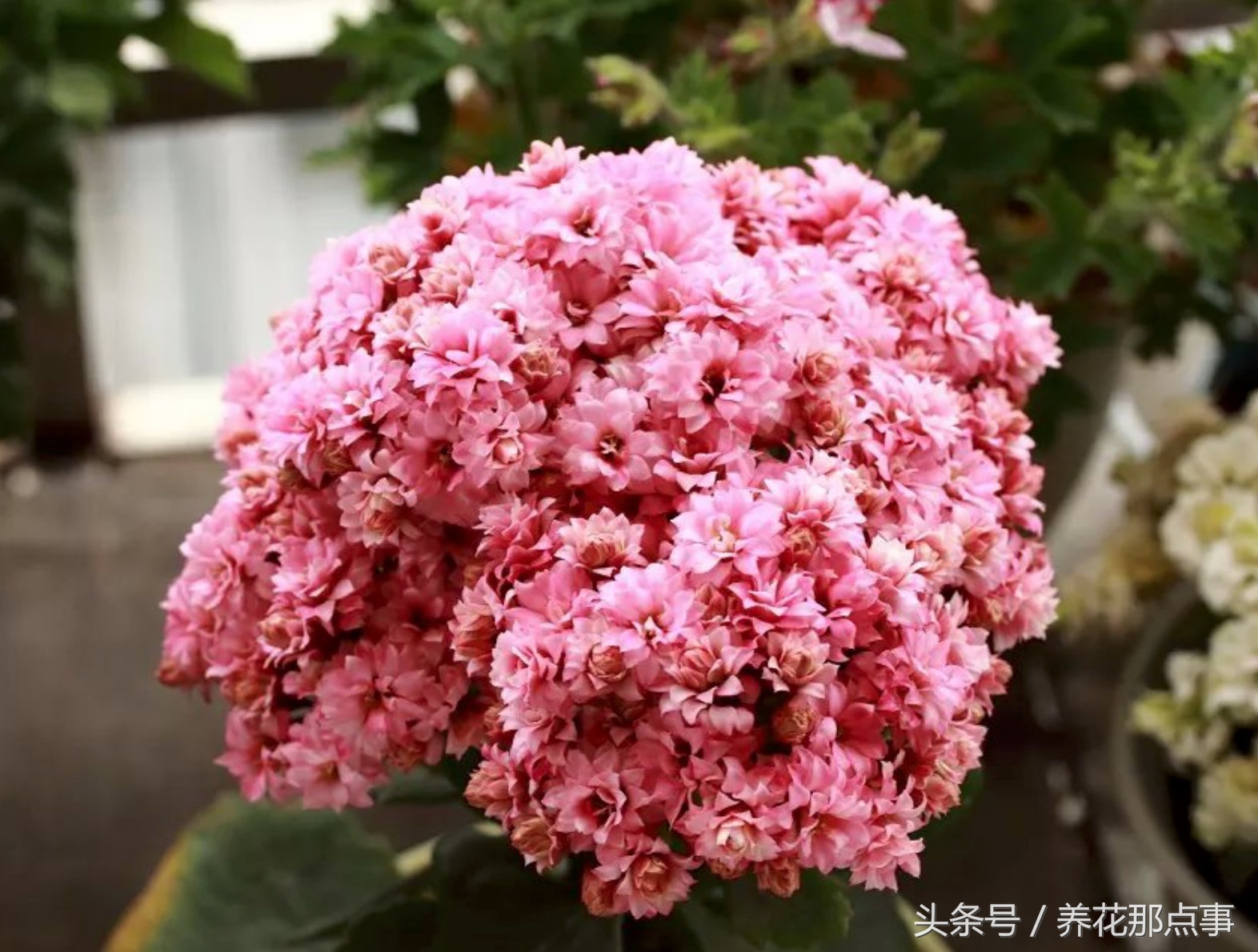 鍐板ぉ闆湴鑺辨捣,鍏ュ啲杩樿兘鐪嬪埌鑺辨捣