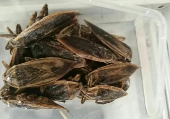 第一次去广州必买的手信,广州哪里买手信