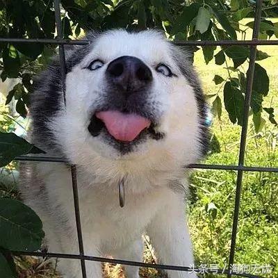 上班没时间怎么照顾小奶狗,上班族如何照顾好自己的狗狗