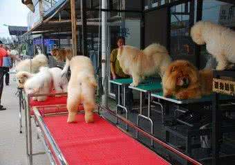 纯血统拉布拉多赛级犬白色购买 (宠物市场怎么挑选拉布拉多犬)