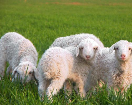 澳洲绵羊油成分表,澳洲澳芝曼绵羊油功效和用法