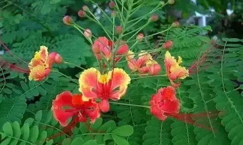 带你认识全国的省花,中国各地市花是什么