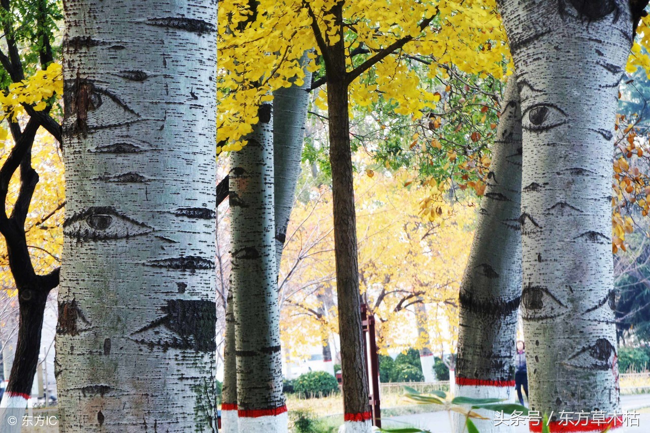 赞美杨树的诗句经典,描写杨树春天的诗句