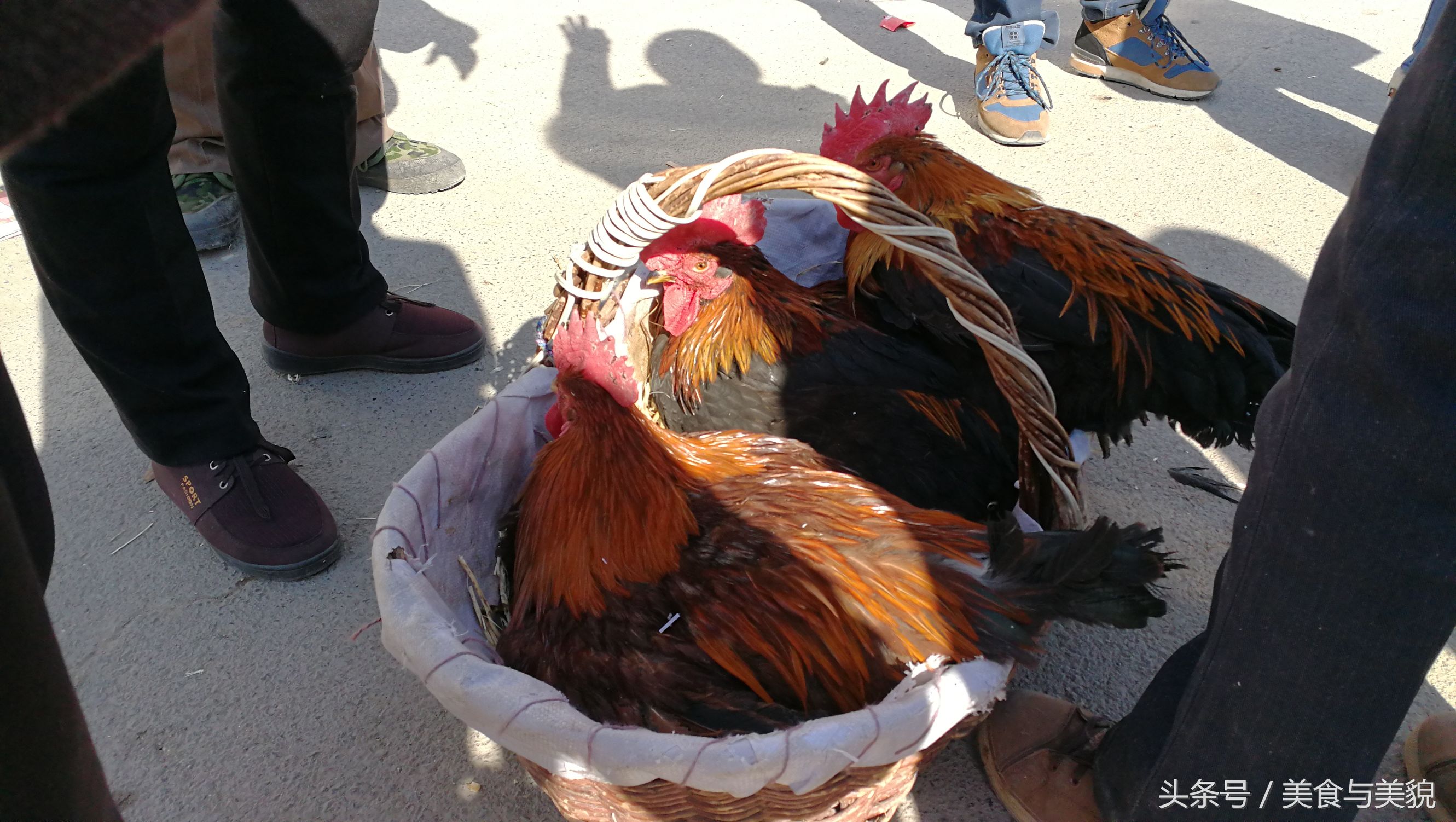 农村赶集挑鸡鸭,农村赶大集买鸡