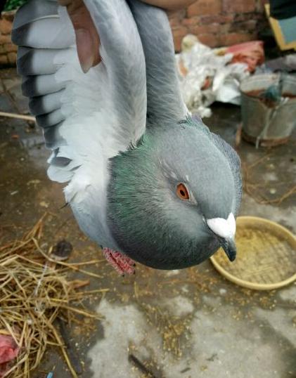 天落最喜欢进什么鸽棚,天落鸽喜欢落到什么地方
