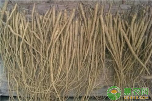 2018年农业种植什么东西最挣钱,今年种什么经济作物最赚钱