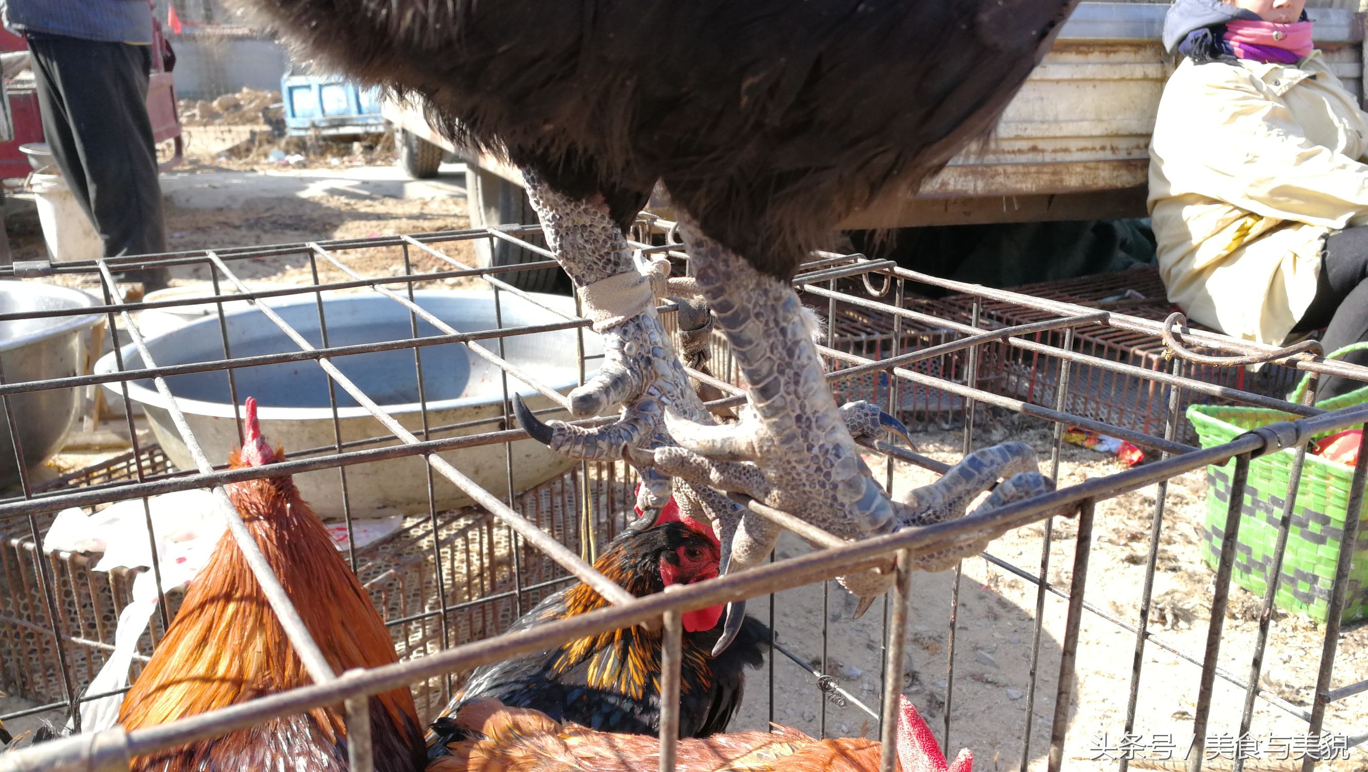 农村赶集挑鸡鸭,农村赶大集买鸡
