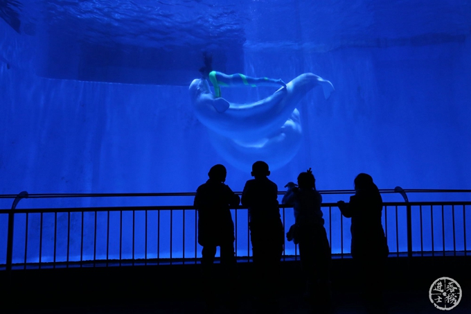 哈尔滨极地馆体验,哈尔滨极地馆之精彩瞬间