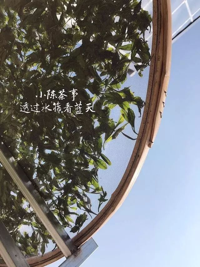 六种茶叶入门方法,茶叶叶底的秘密