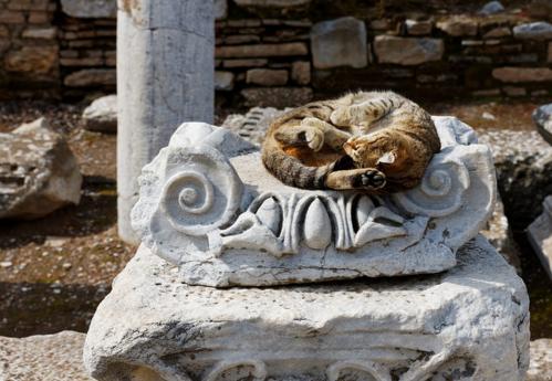适合猫咪旅游的地方,盘点最美的猫咪风景