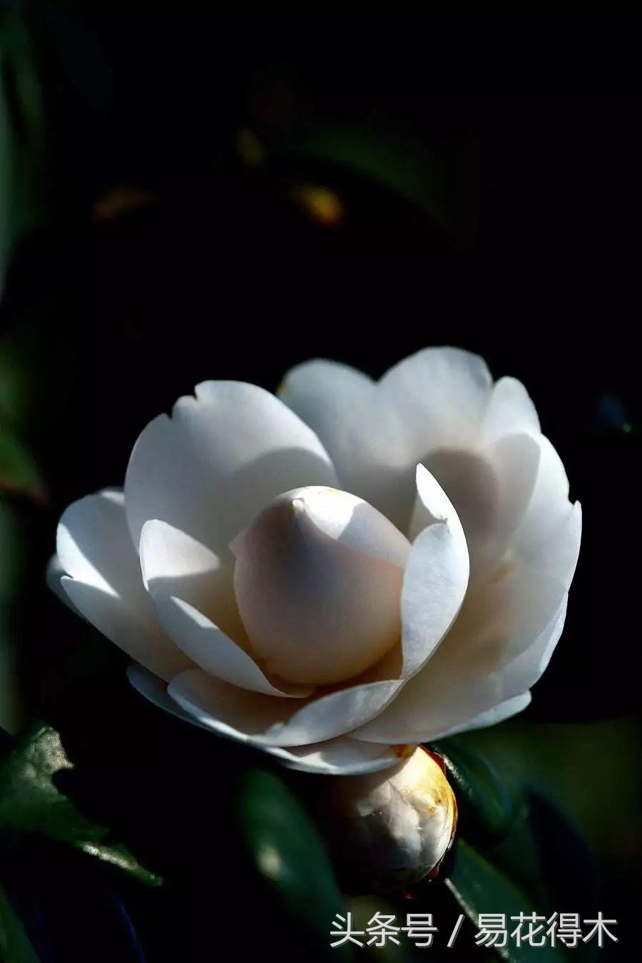 全国各地市花大全,全国城市市花