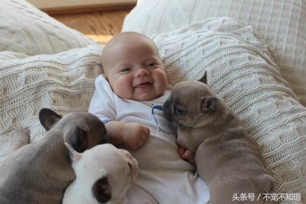 猫三狗四是什么梗,猫三狗四