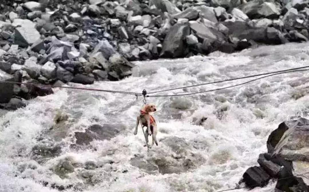 成都的十条网红狗，有的住豪宅穿名牌，比人活得还巴适