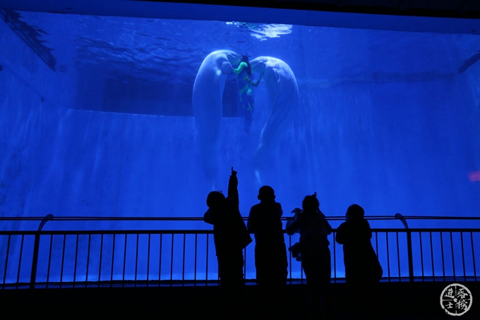 哈尔滨极地馆体验,哈尔滨极地馆之精彩瞬间