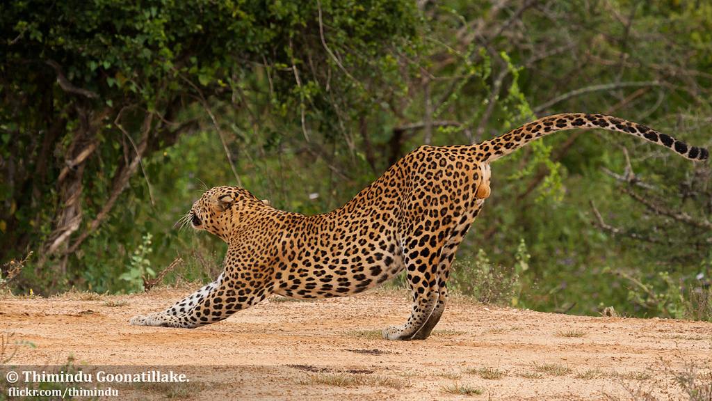 豹子在非洲的地位如何？有什么敌人或者对手吗？