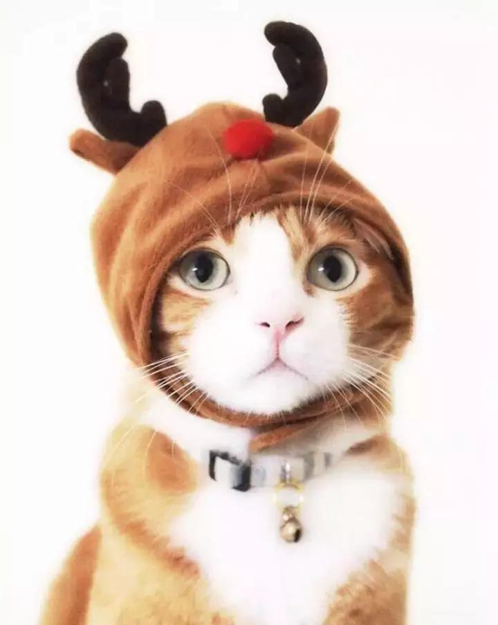 这只金毛和小菊猫的画风太甜啦！情人节狗粮奉上