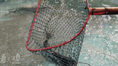 天津超级大市集,天津大胡同年货市场