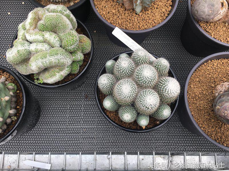 多肉植物杂交育种技术,嫁接多肉植物技术