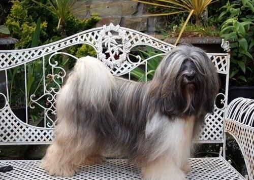 akc认证的犬种,akc认可的148个犬种