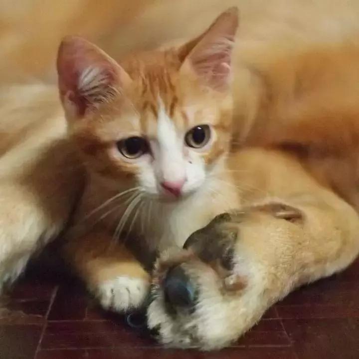 这只金毛和小菊猫的画风太甜啦！情人节狗粮奉上