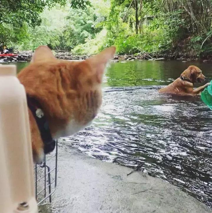 这只金毛和小菊猫的画风太甜啦！情人节狗粮奉上