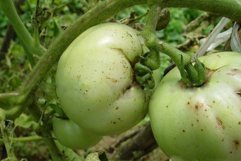 番茄疫霉根腐病的防治,番茄灰霉病及叶斑病的防治