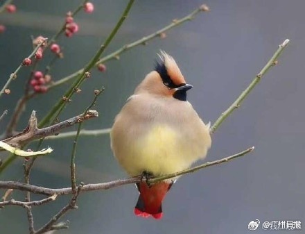 年会抽中11万元,年会抽中iphone